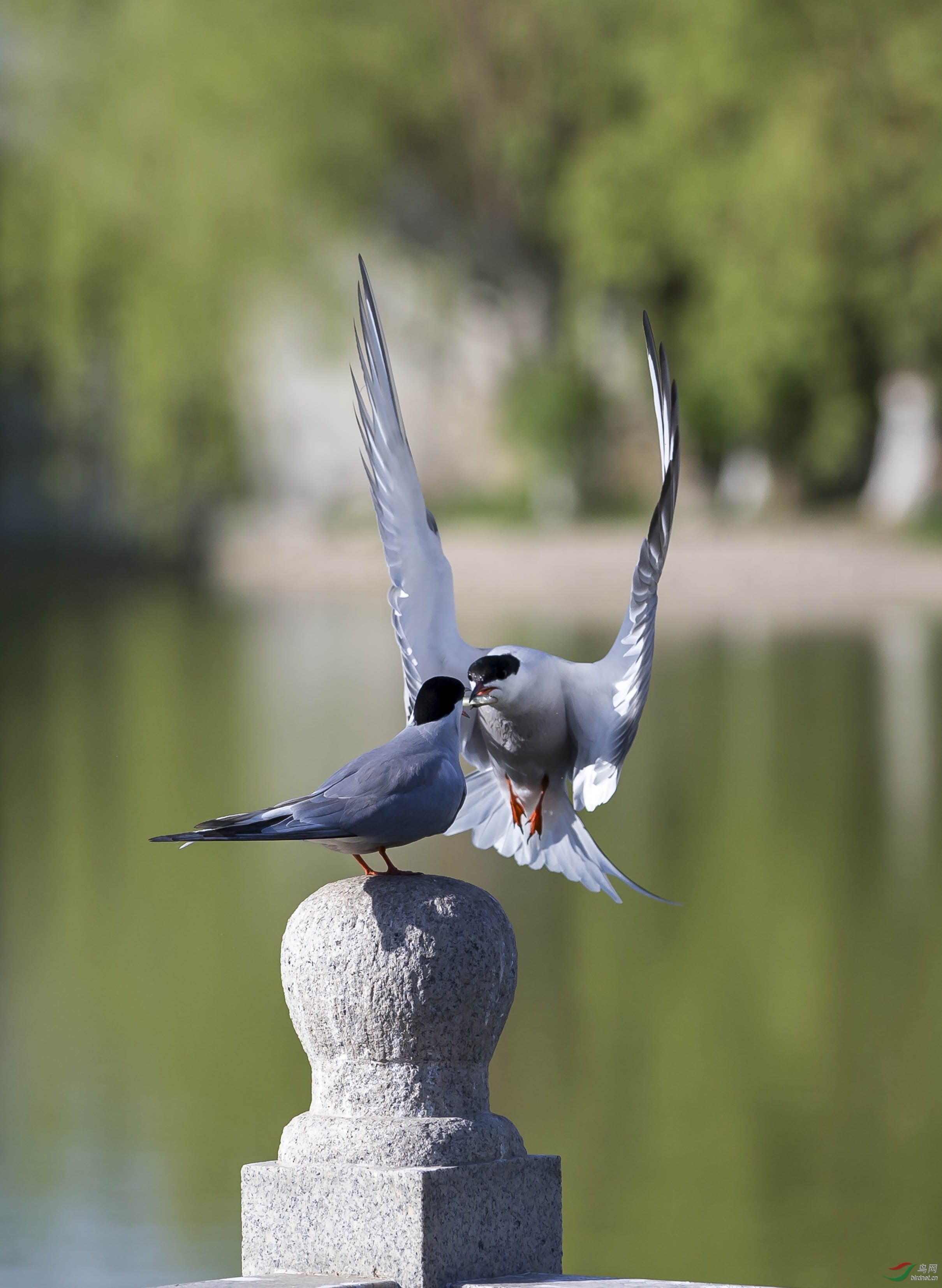 _C8Y7939 - ����.jpg