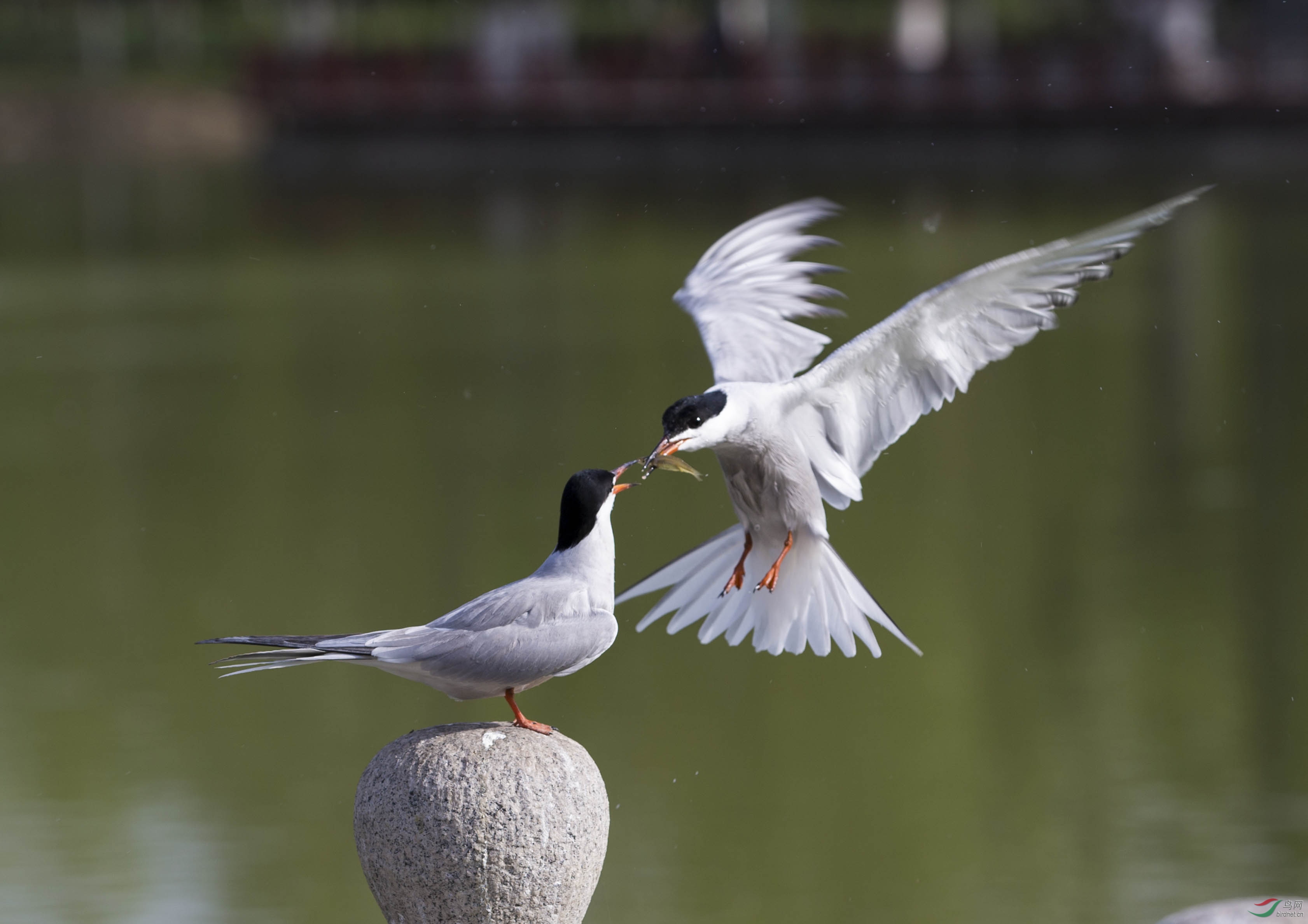 _C8Y8636 - ����.jpg