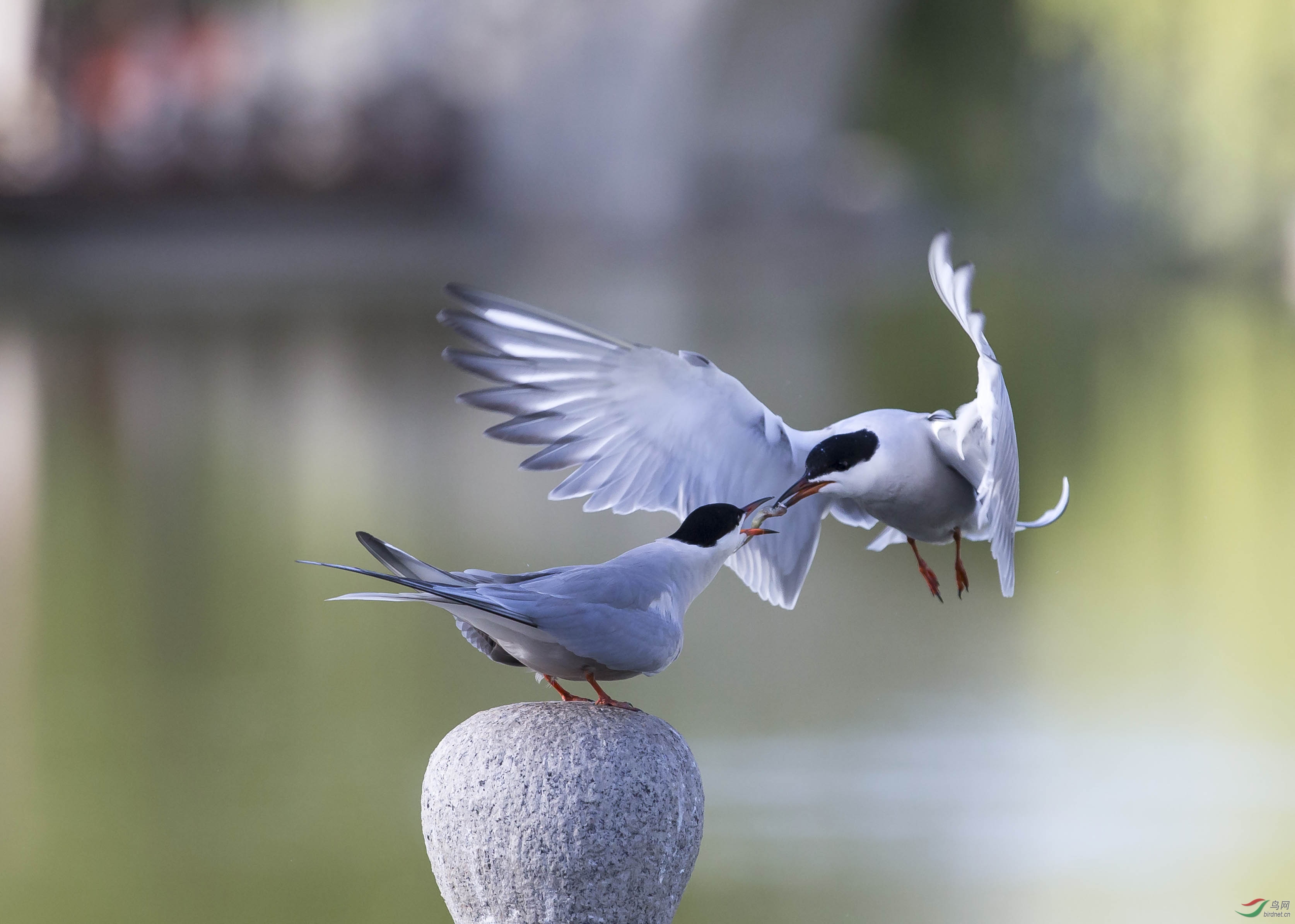 _C8Y7879 - ����.jpg