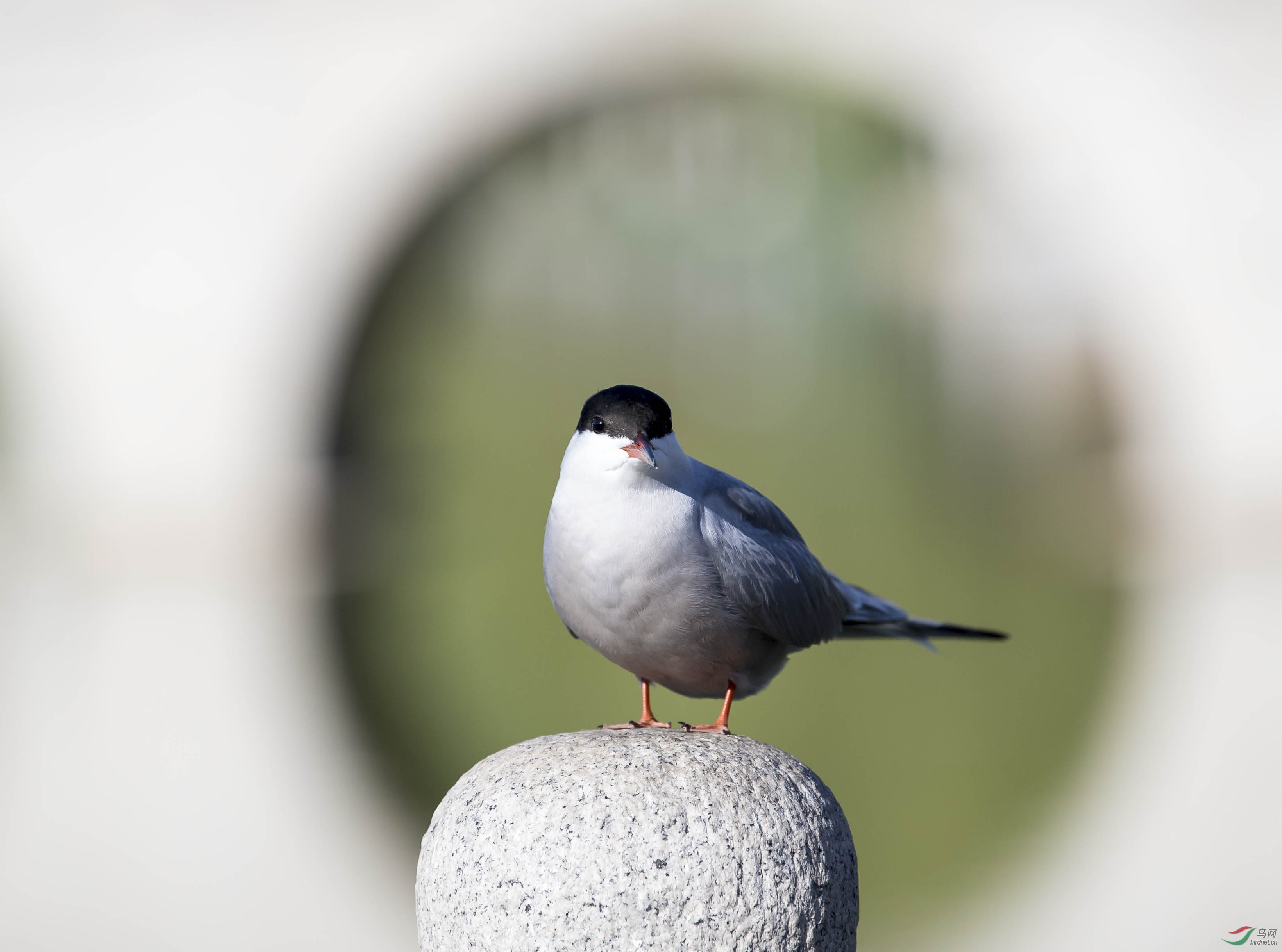 _C8Y7925 - ����.jpg