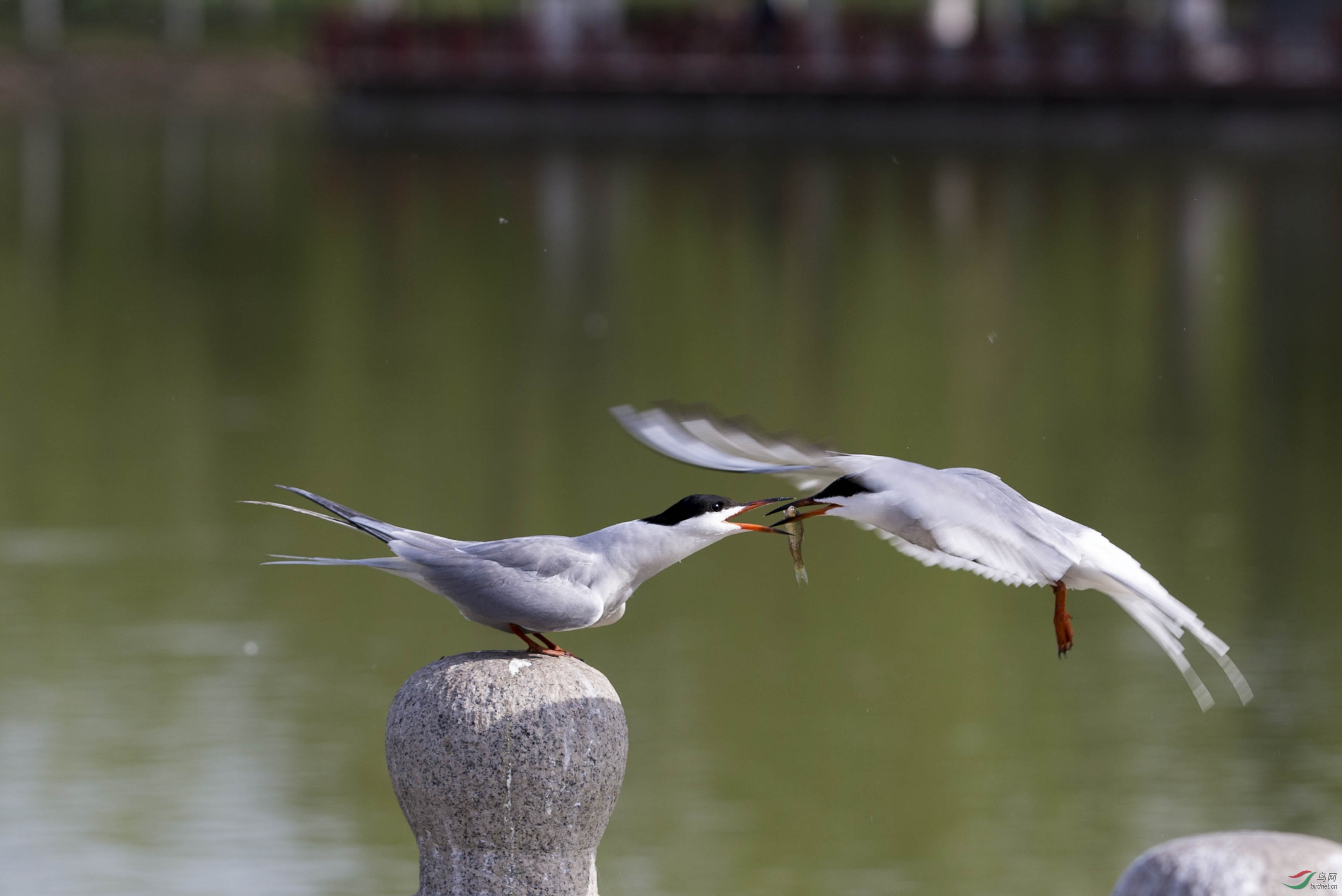 _C8Y8569 - ����.jpg