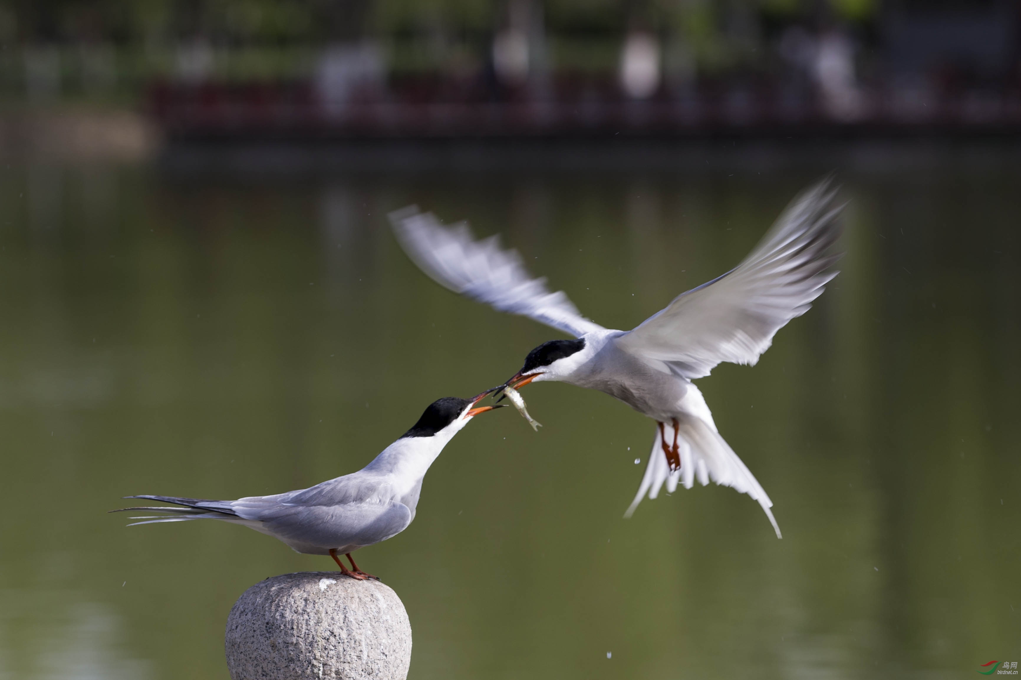 _C8Y8625 - ����.jpg