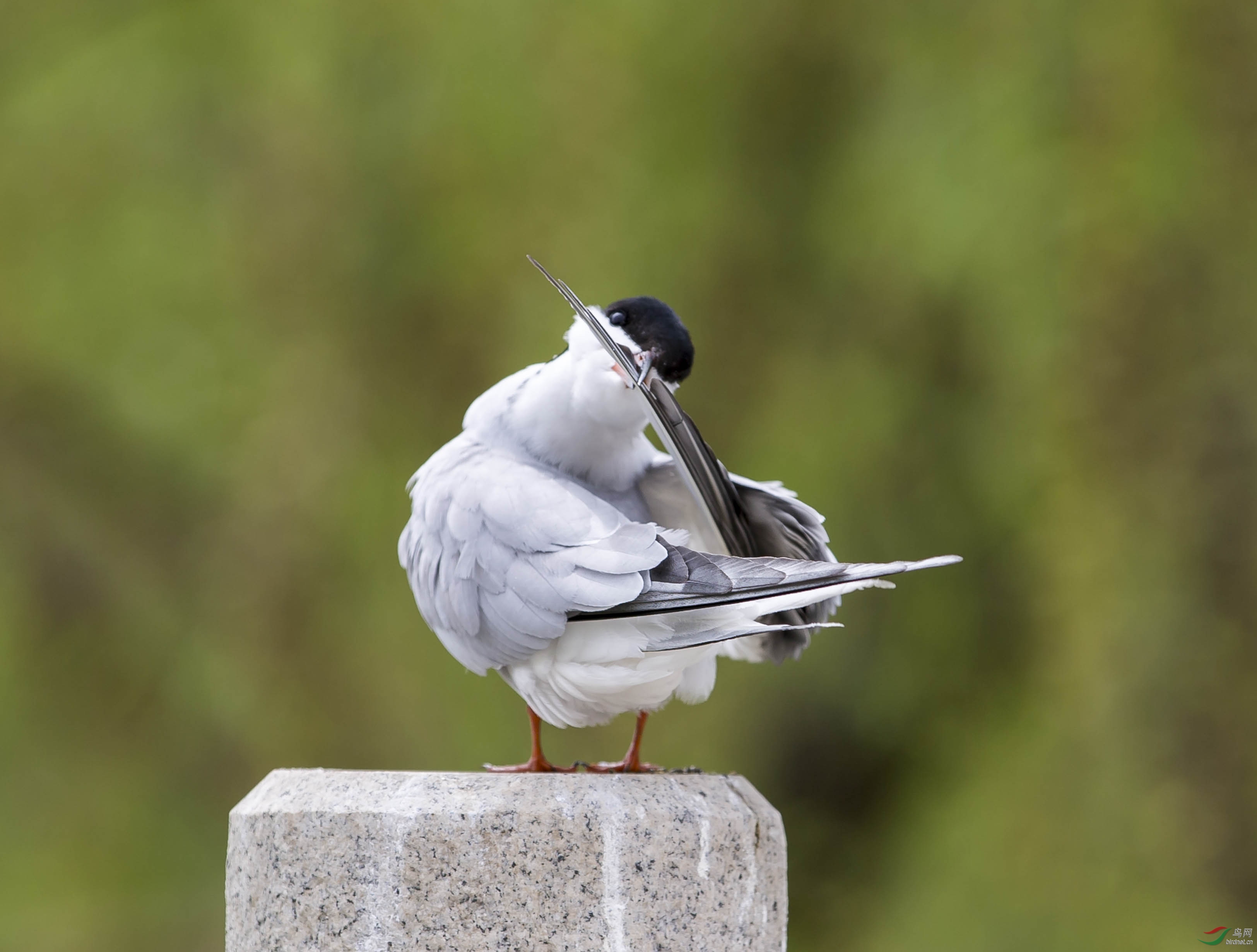 _C8Y8934 - ����.jpg