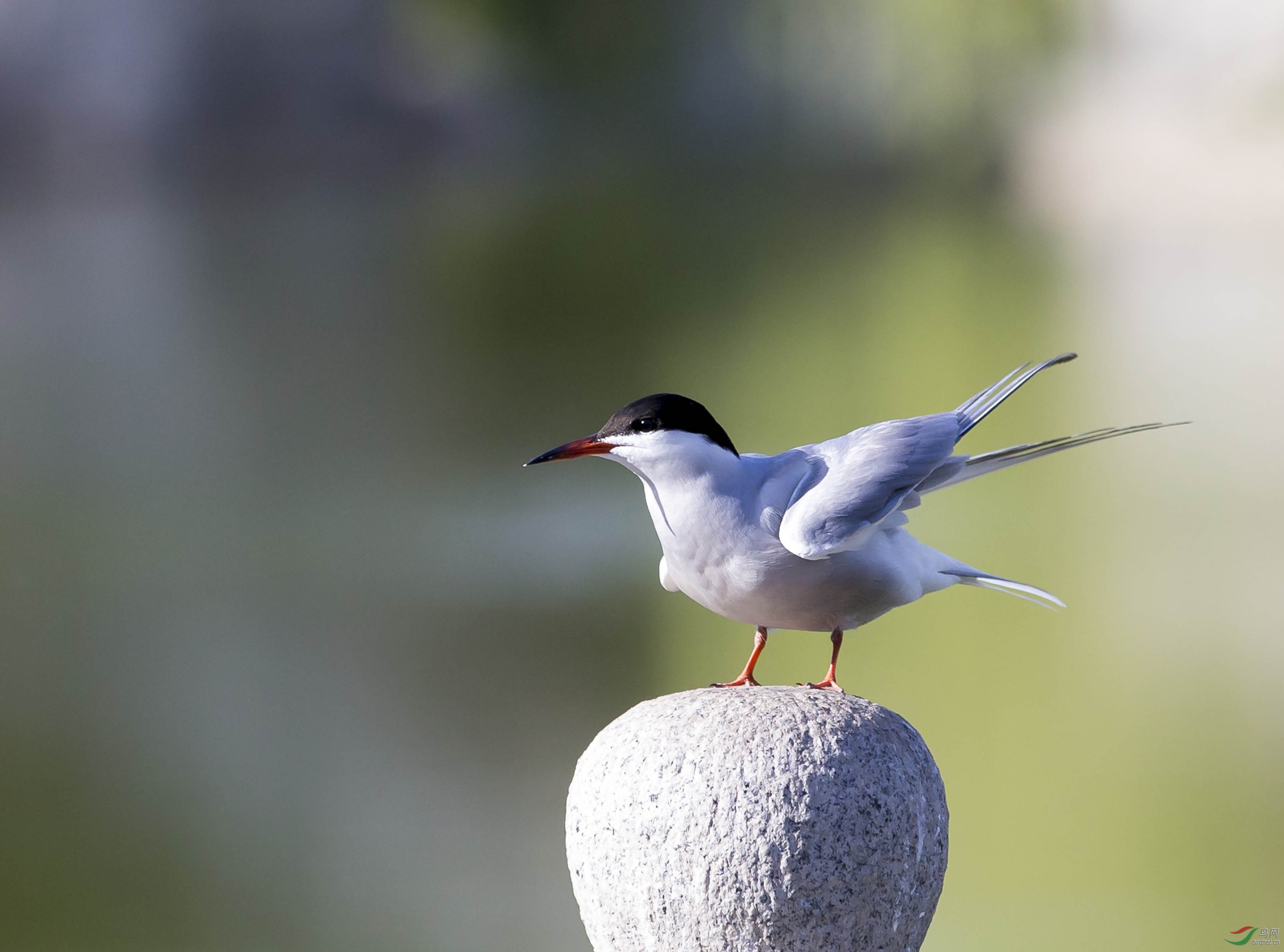 _C8Y7936 - ����.jpg