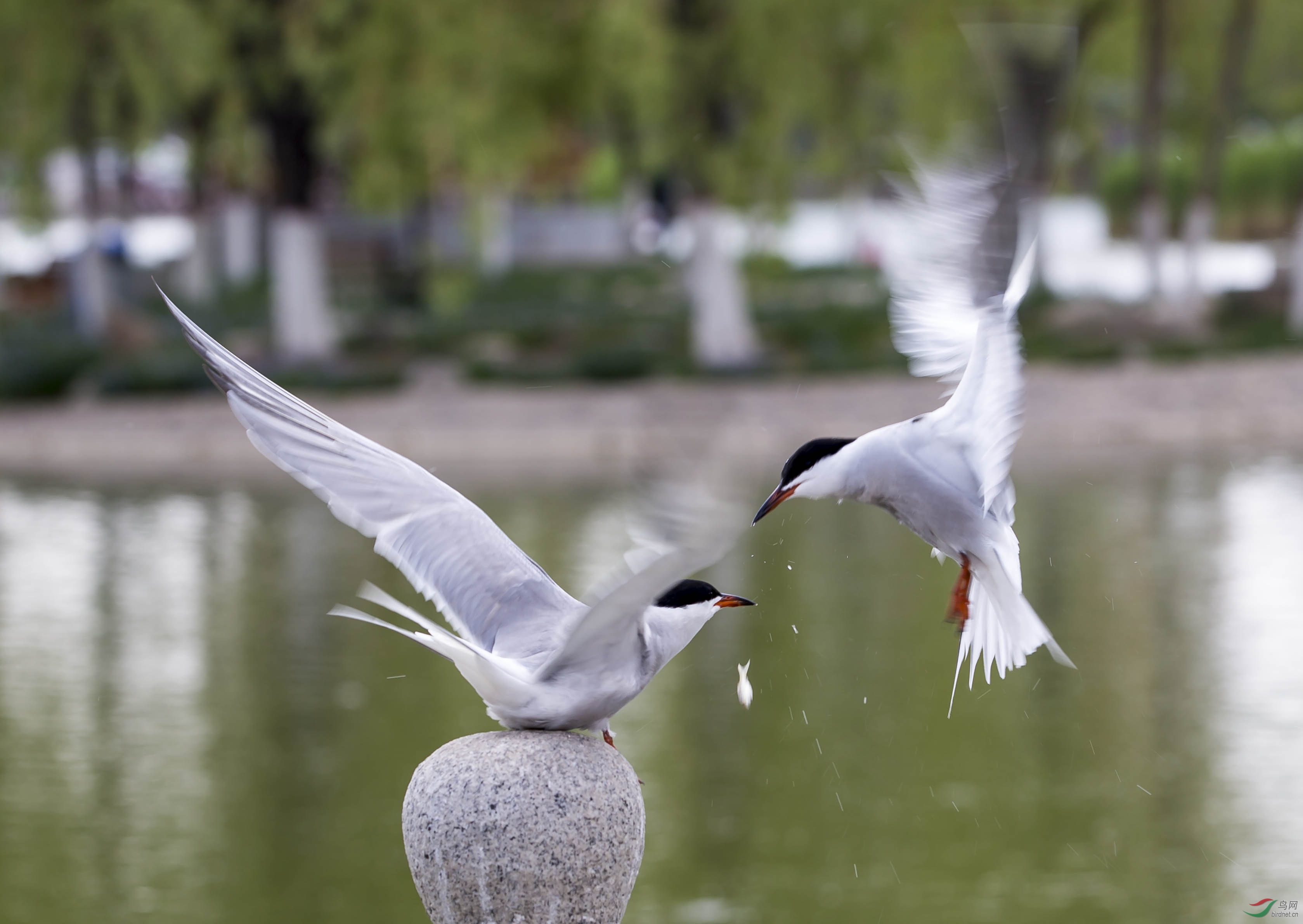 _C8Y8230 - ����.jpg