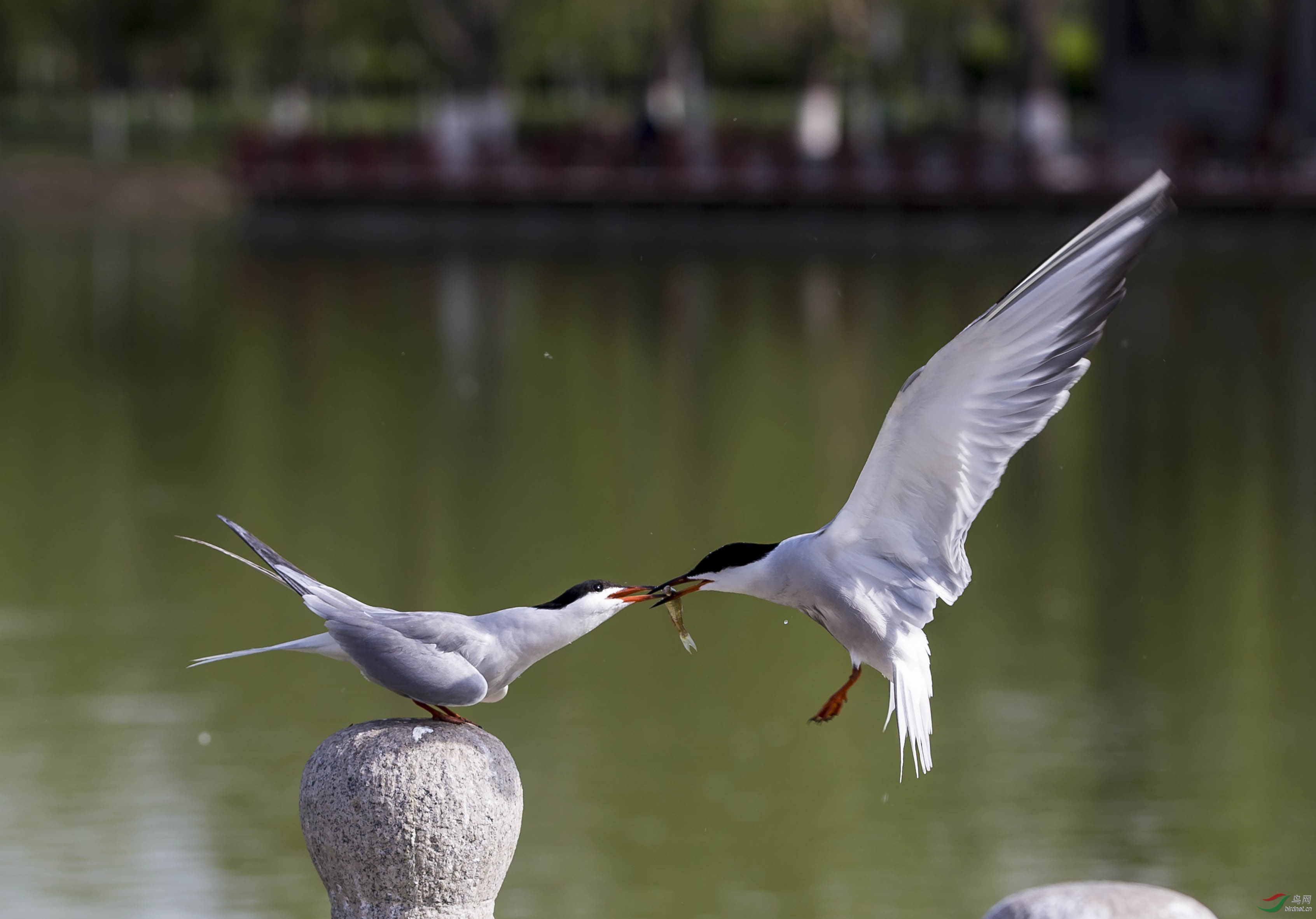 _C8Y8570 - ����.jpg