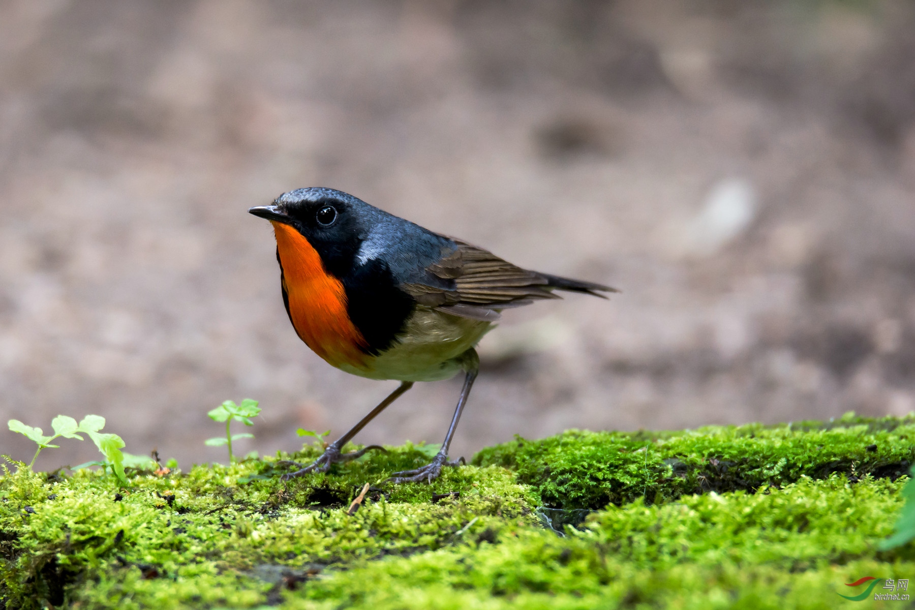 [林鸟] 金胸歌鸲-----祝天下母亲快乐!