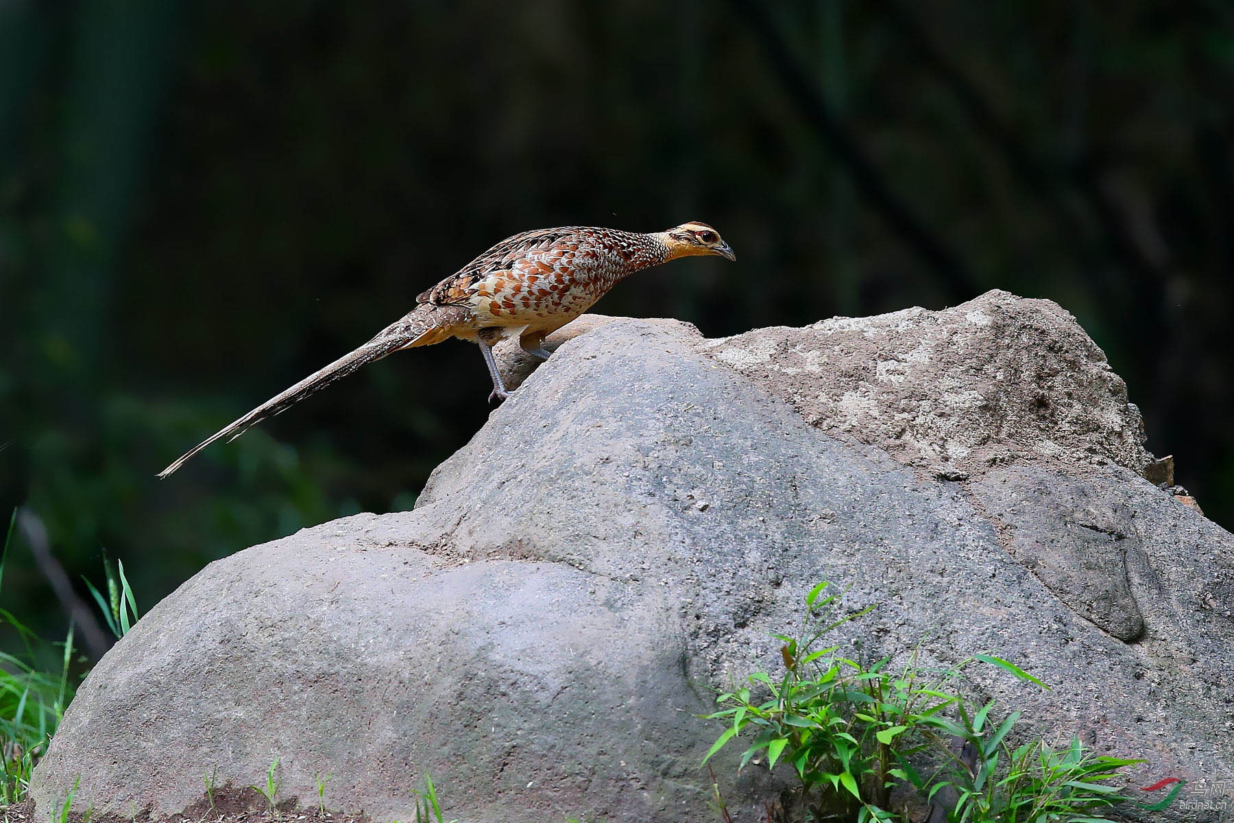 白颈长尾雉(鸡妈妈)
