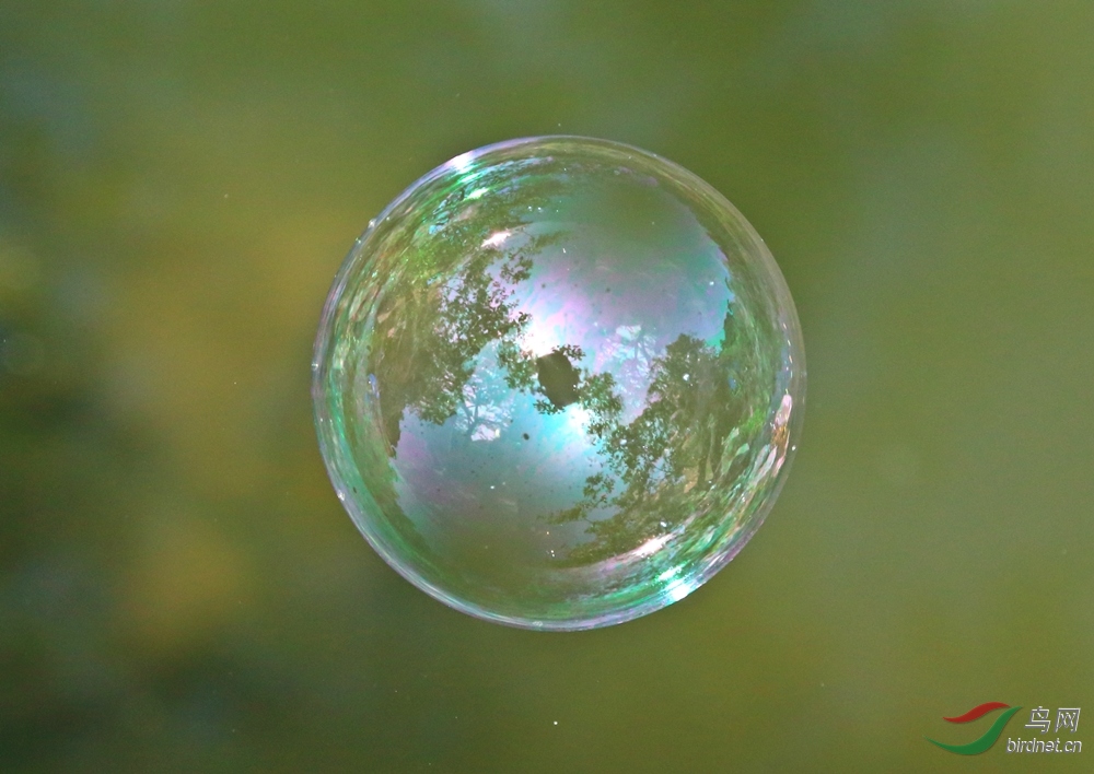神奇的泡泡