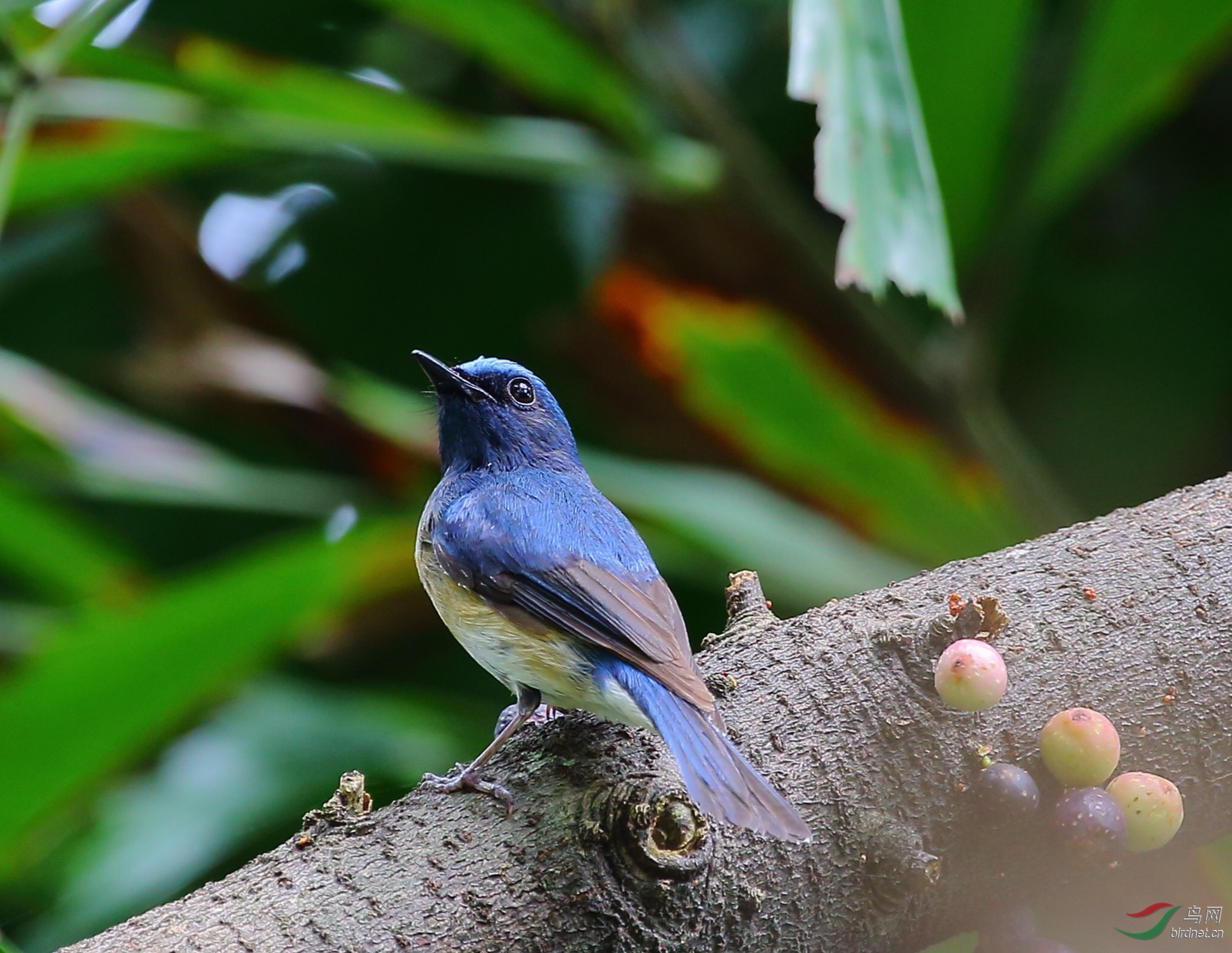 树林里的海南蓝仙鹟