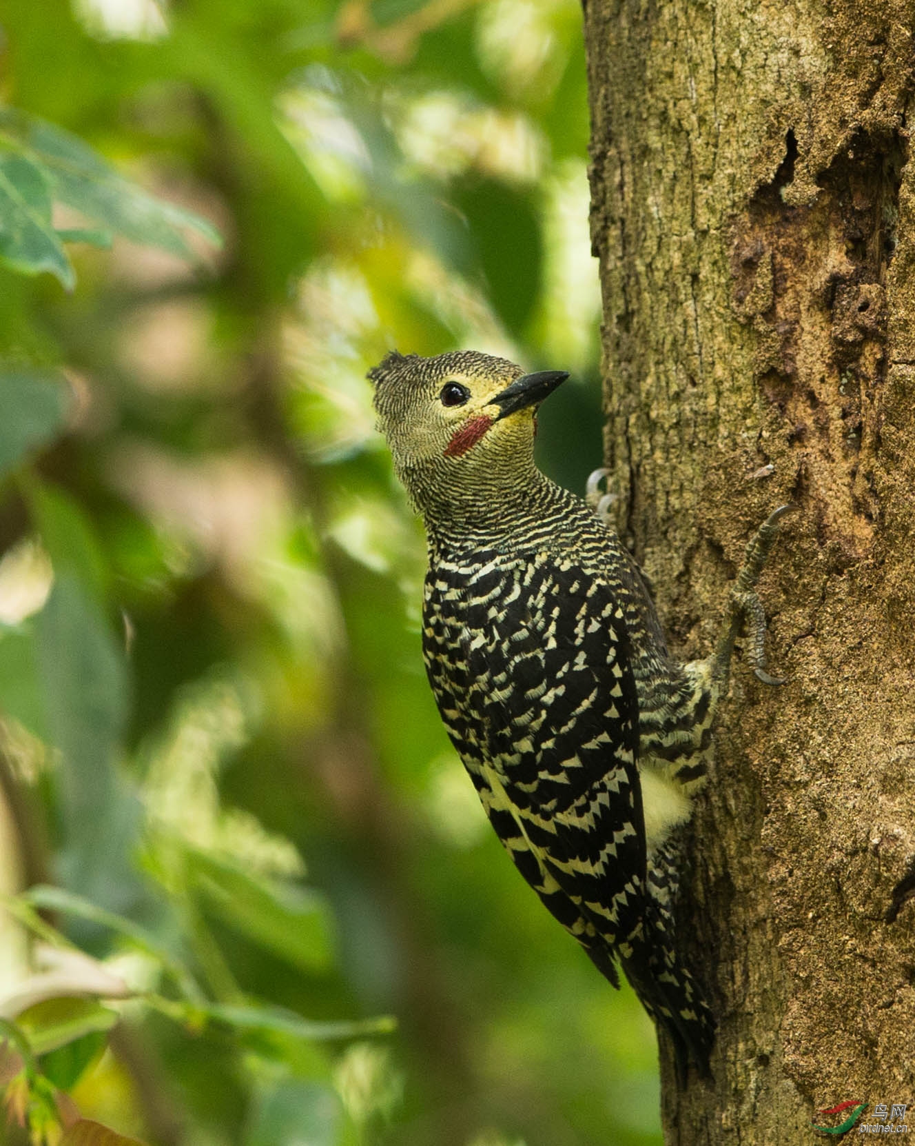 黄腹斑啄木鸟