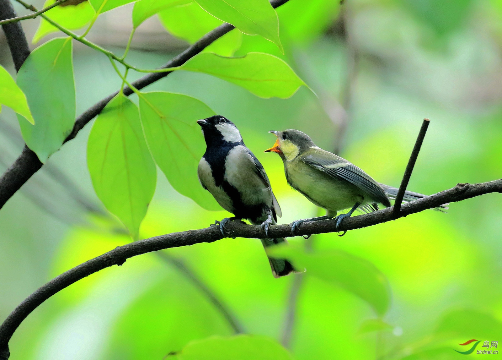 两只山雀的故事