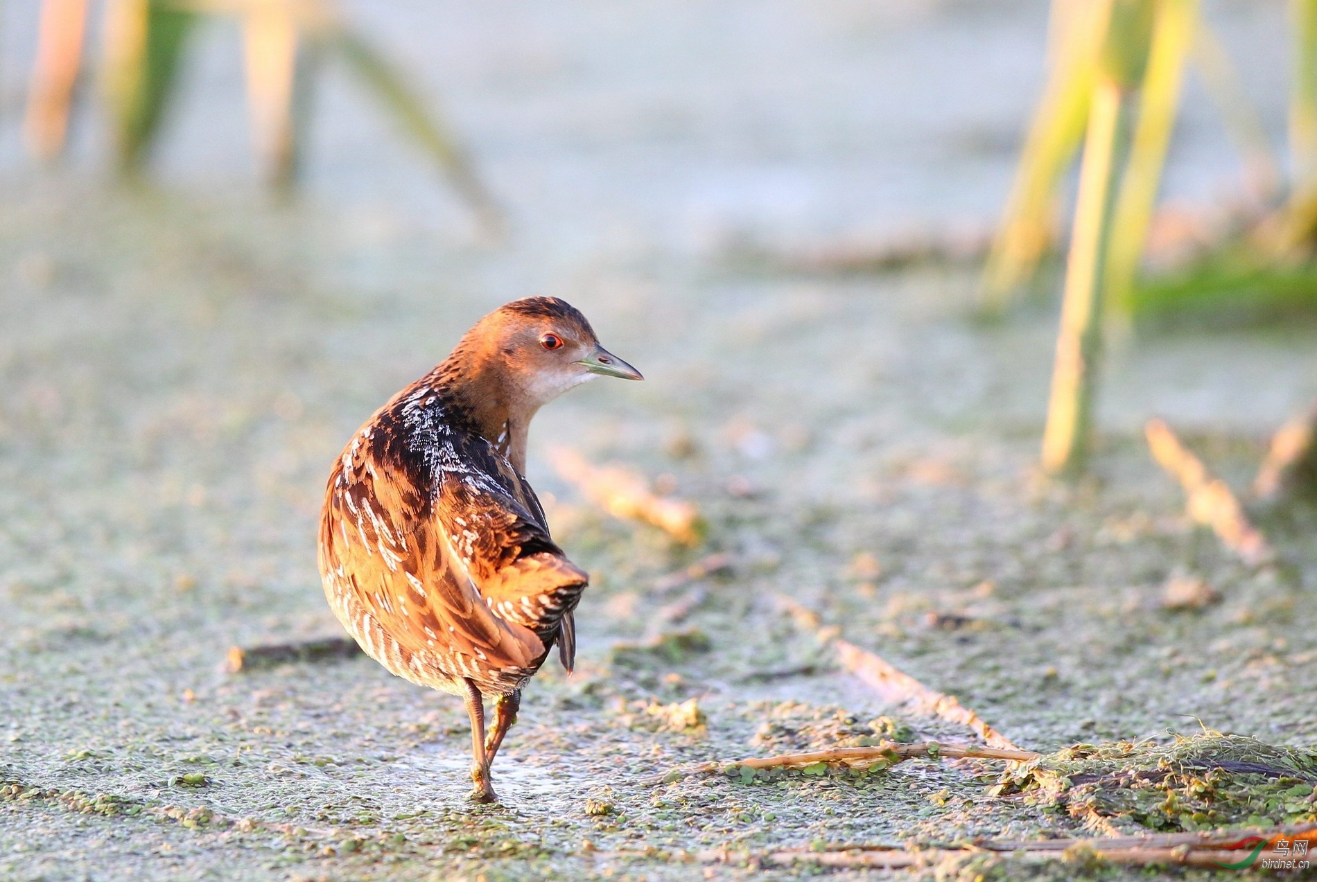 水鸟读不懂的色彩小田鸡
