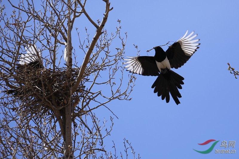 喜鹊筑巢组图
