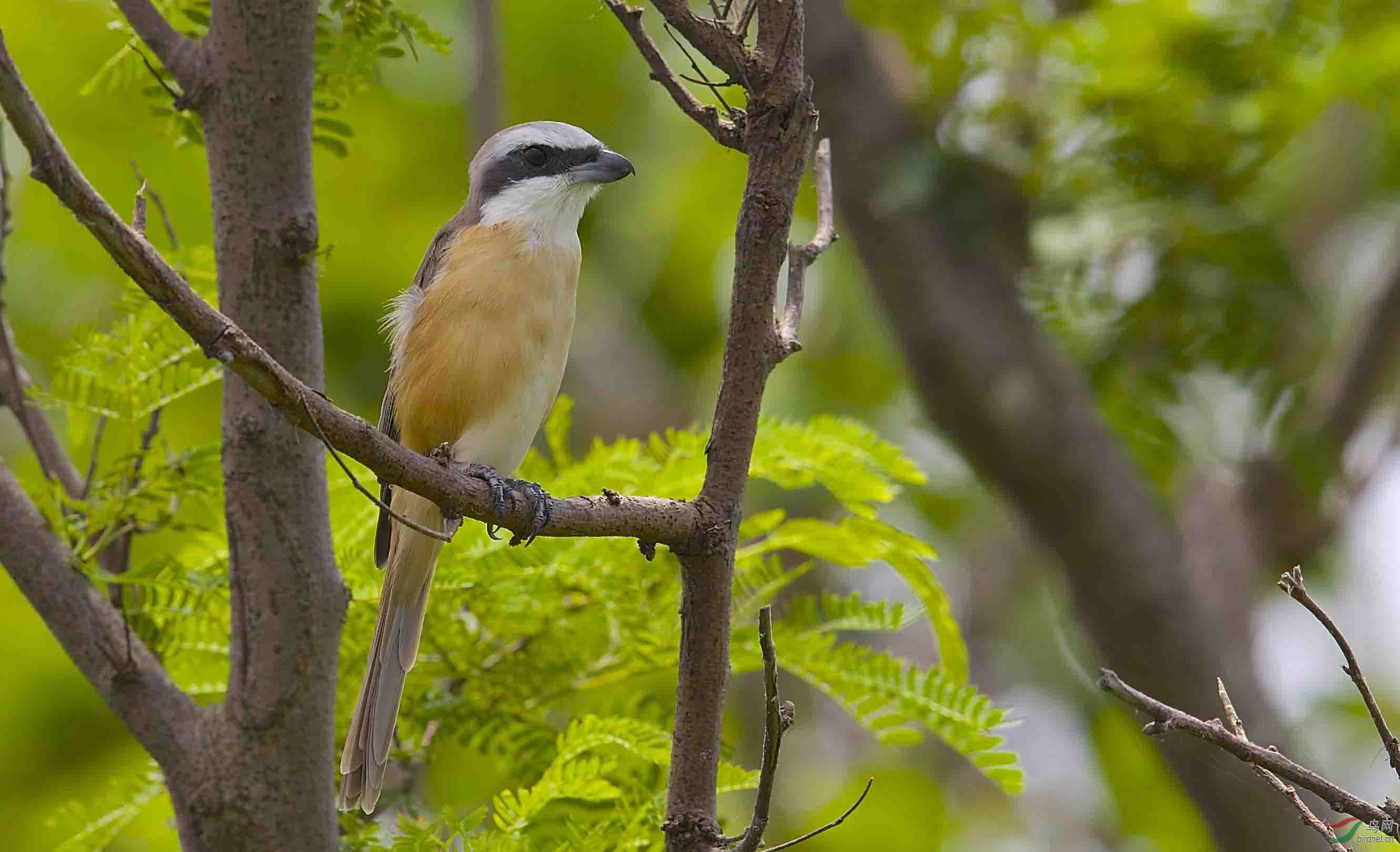 黑龙江版 heilongjiang 鸟网