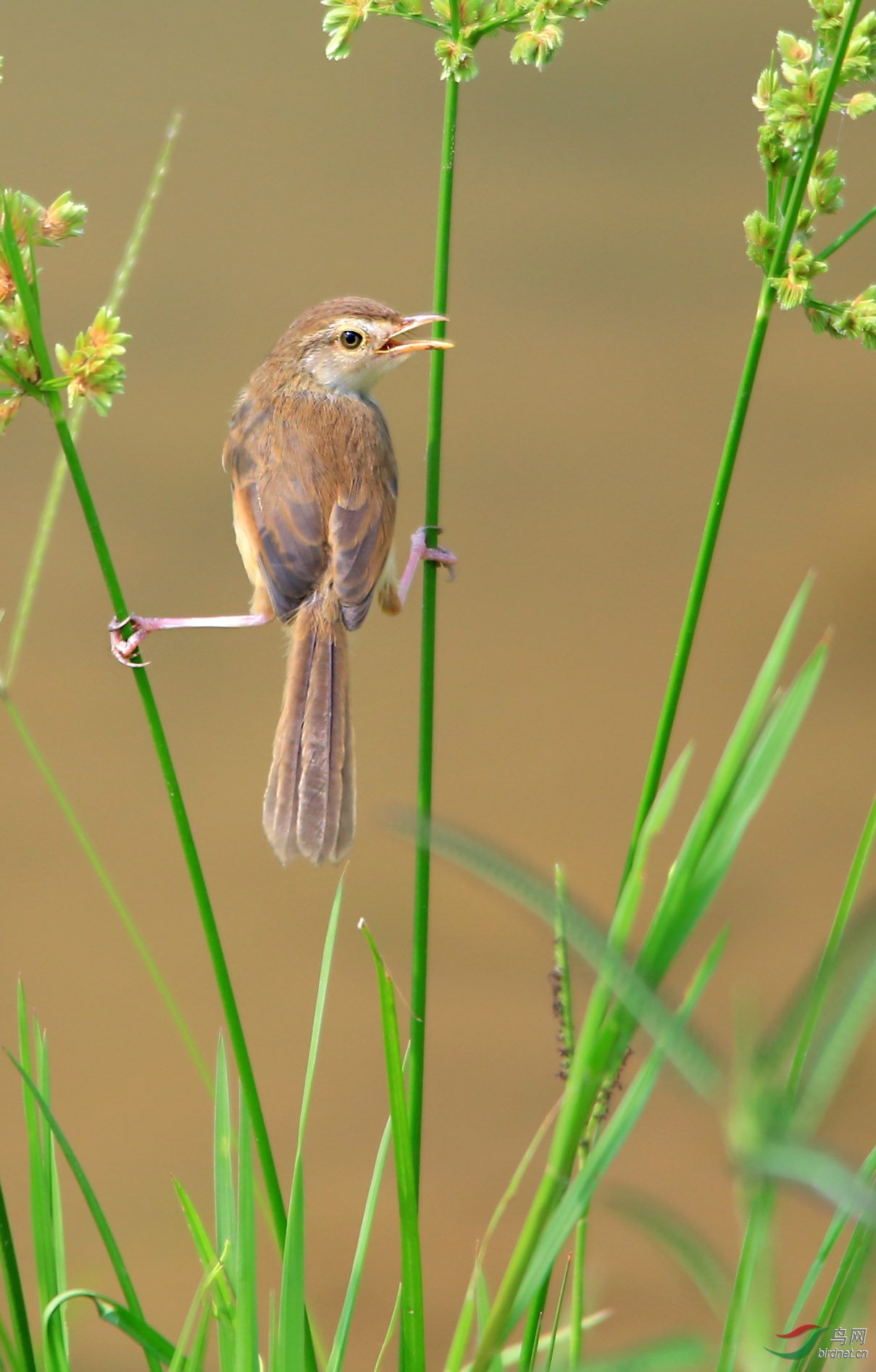 撑双杠的长尾鹪莺