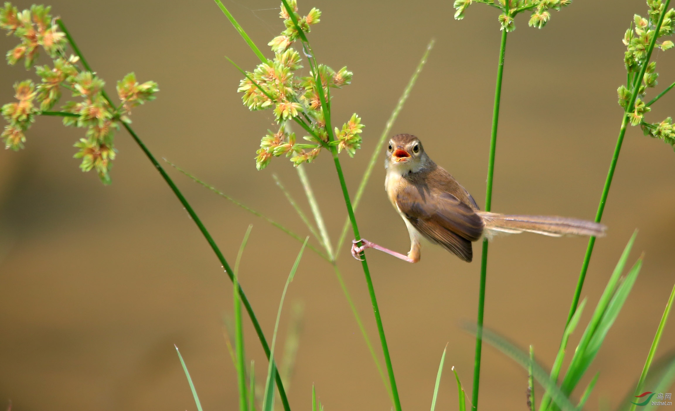 撑双杠的长尾鹪莺