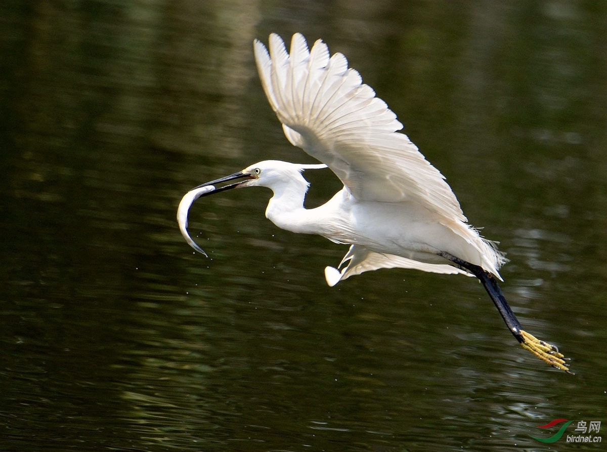 白鹭捕鱼