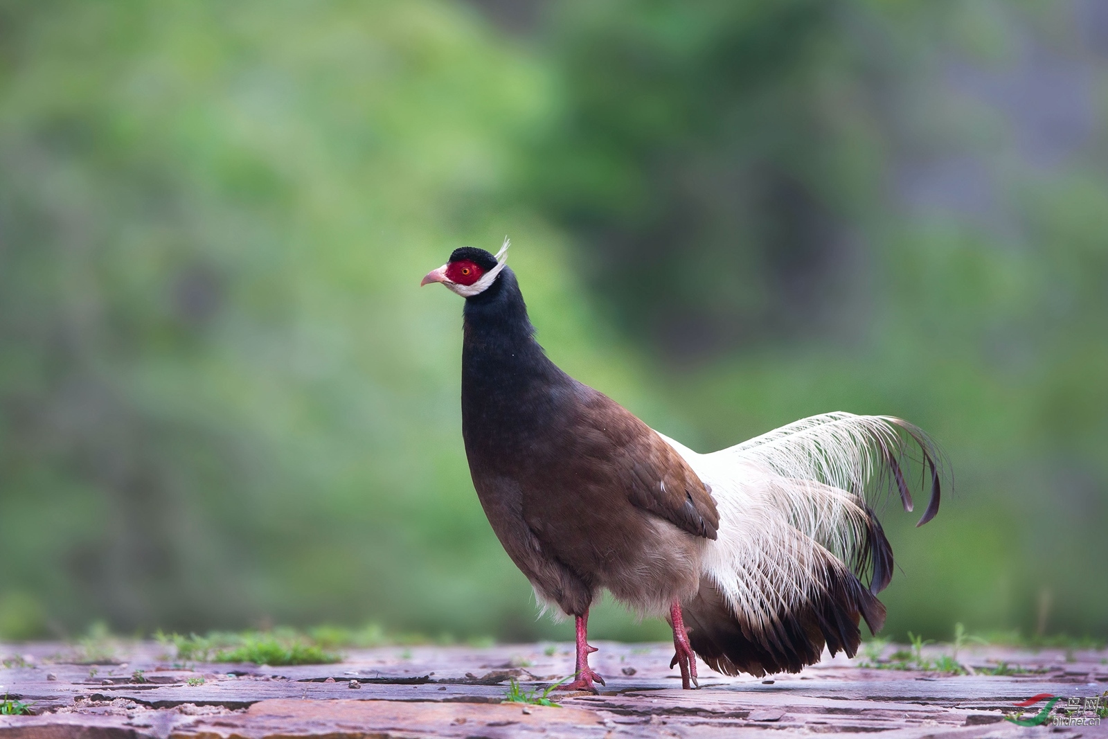 (褐马鸡)褐马鸡(祝贺获得每日精华!