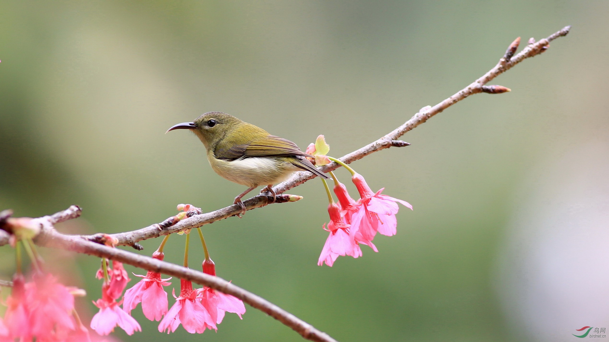 樱花树上的太阳鸟