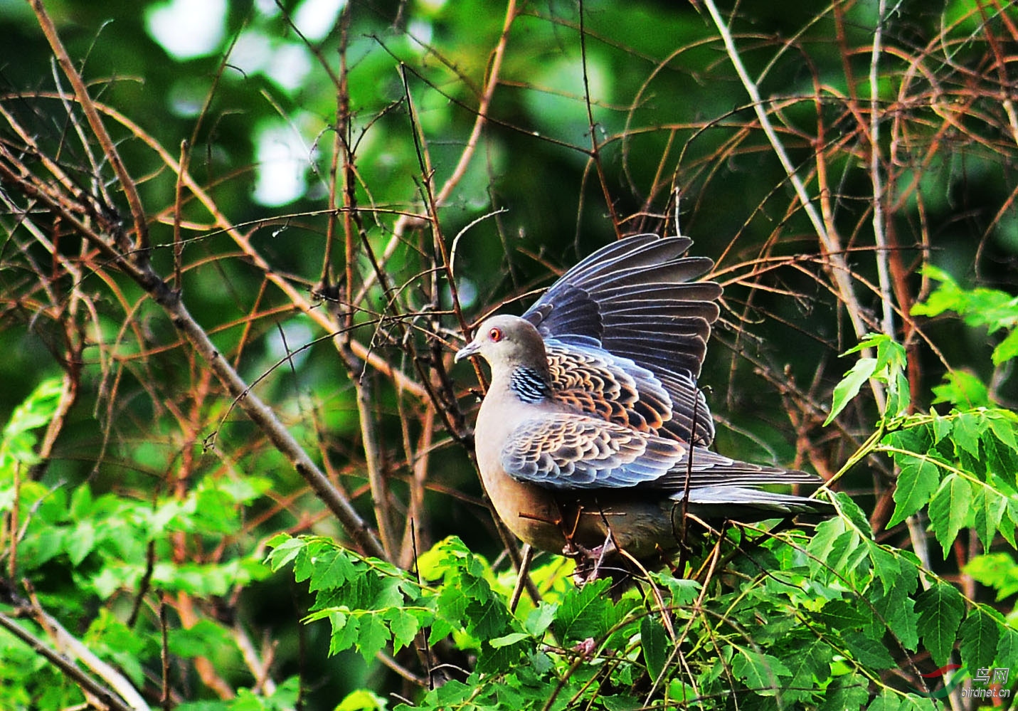 珍珠斑鸠