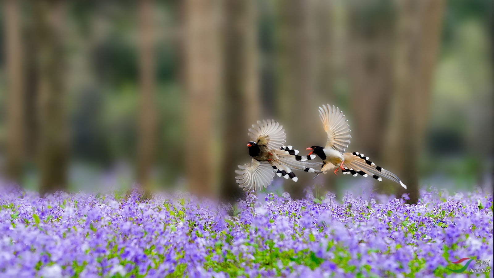 喜鹊飞来