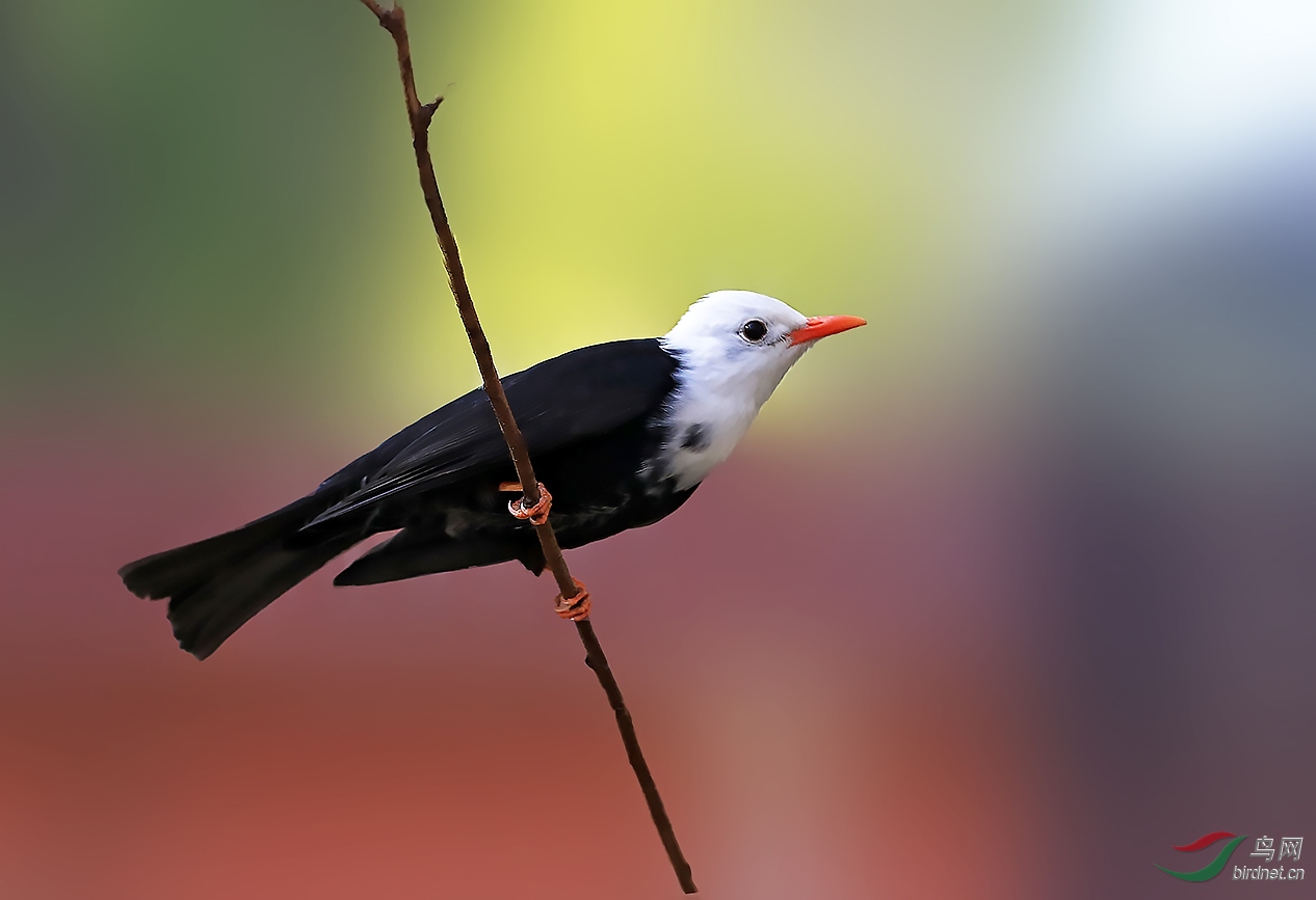 白头黑鹎鸟图片
