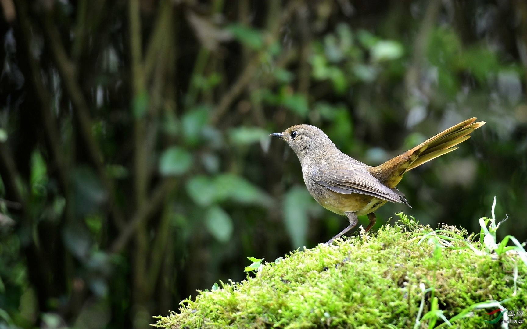 白腹短翅鸲(雌,雄)