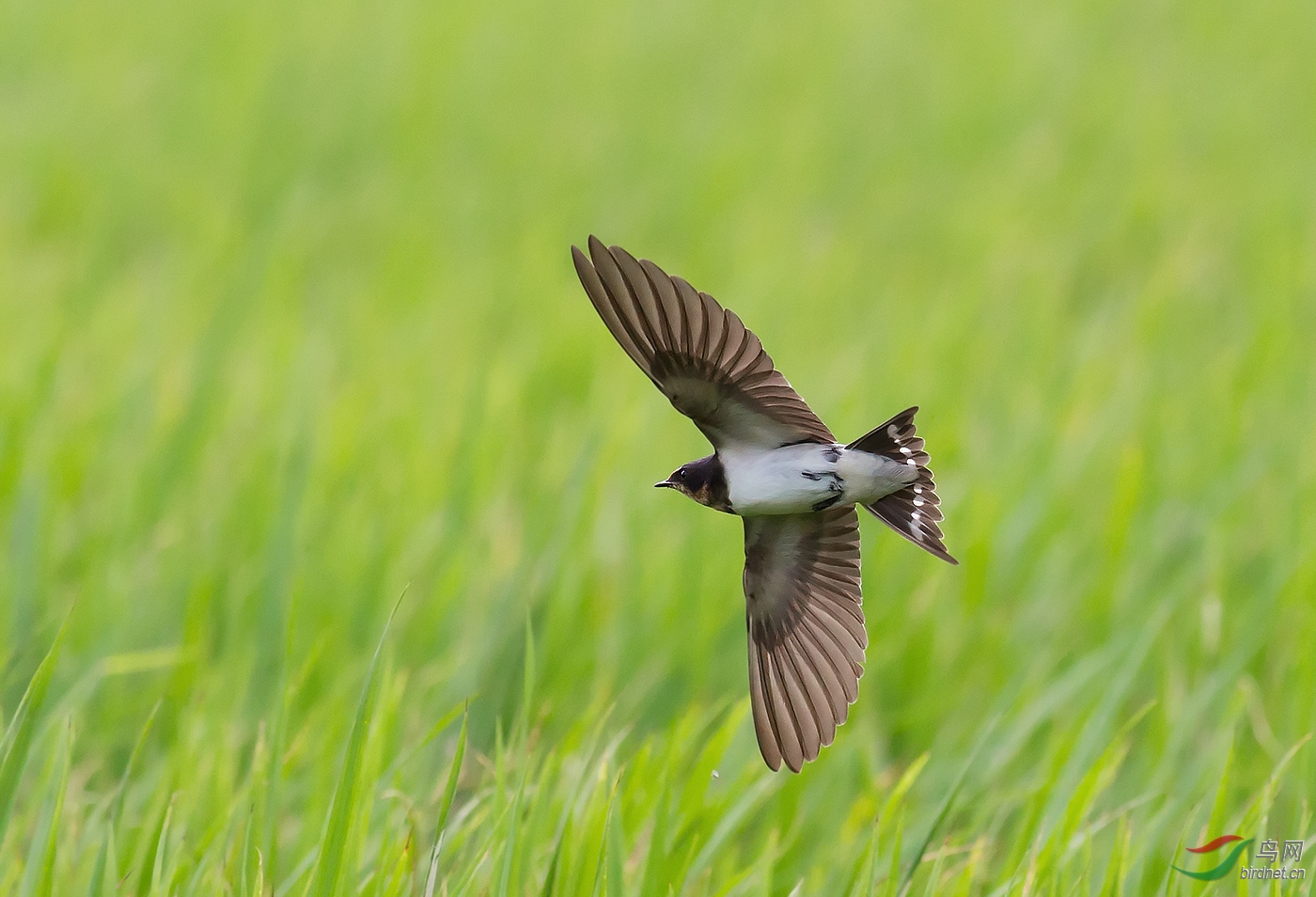 稻田理飞翔的燕子