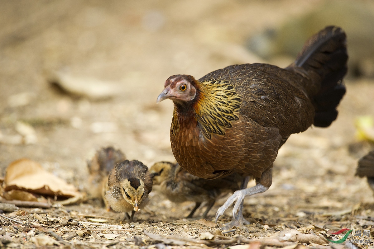 带了一窝小鸡(原鸡)