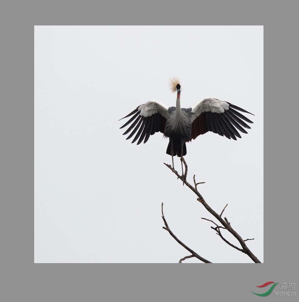 肯尼亚的灰冕鹤 - 江西版 jiangxi 鸟网