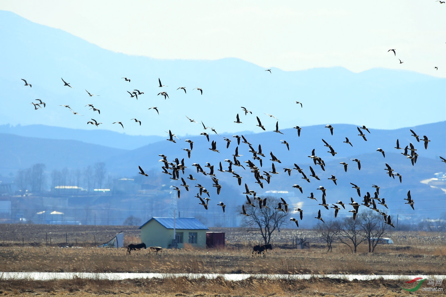 百鸟齐飞祝北京版越飞越高