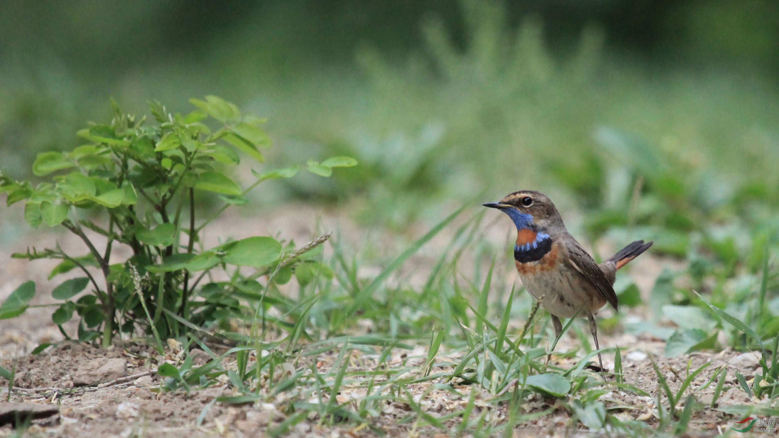 林鸟蓝点颏北京动物园