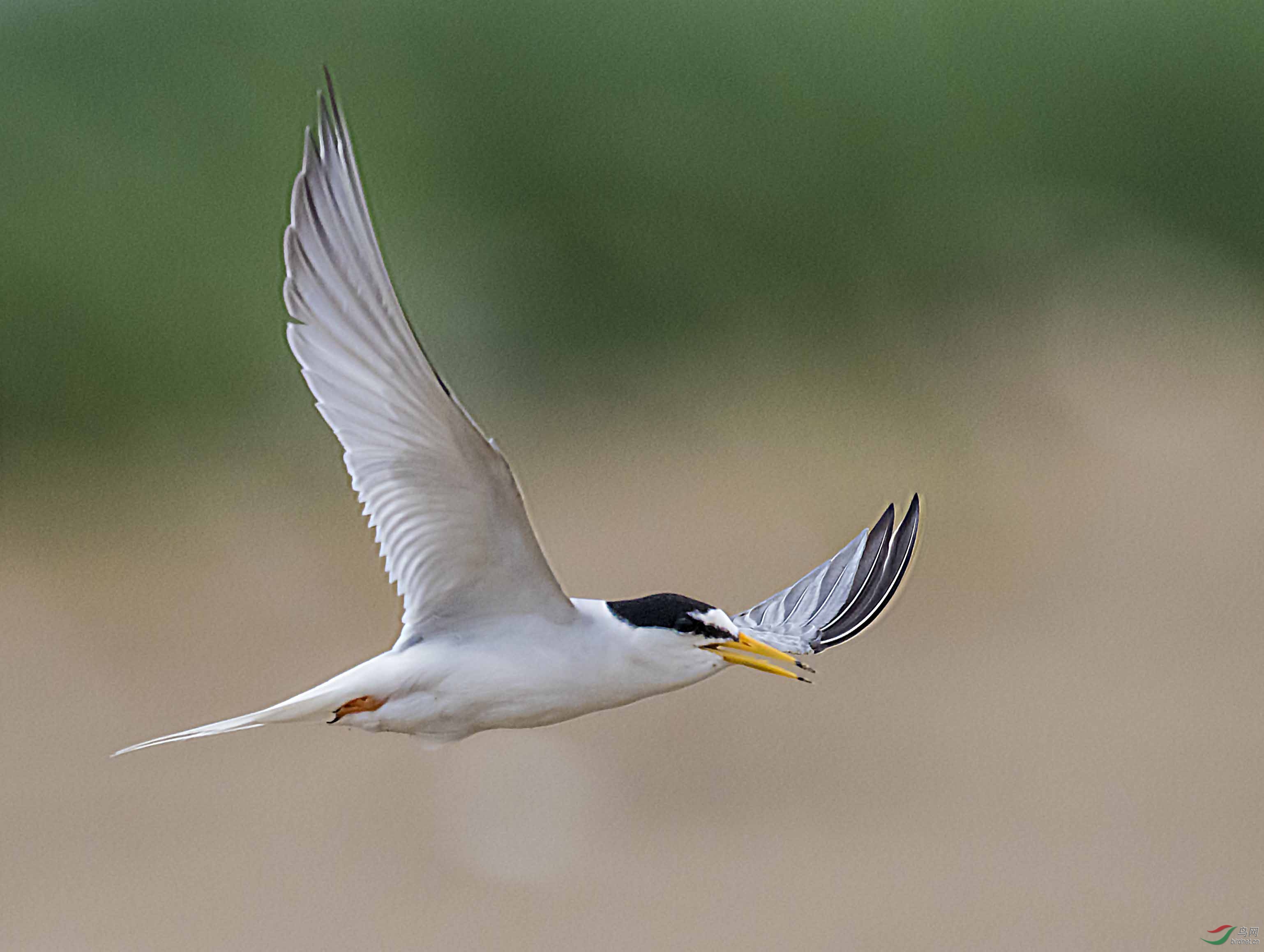 白额燕鸥