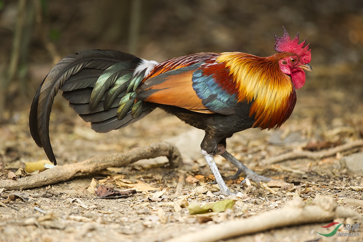 大公鸡-老太太家的原鸡