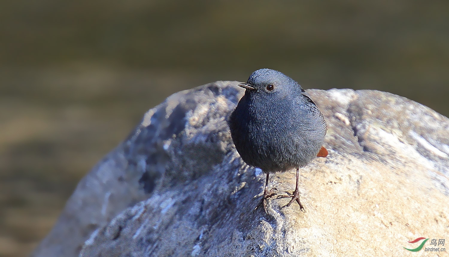 证件照红尾水鸲