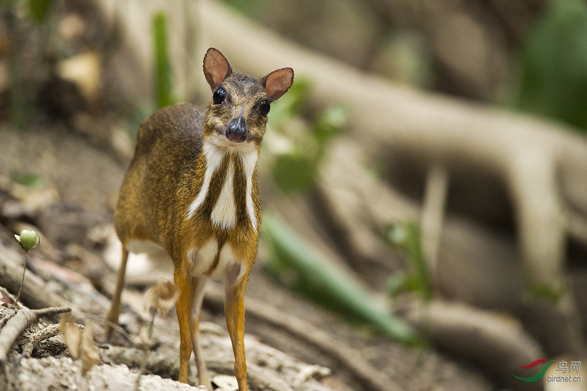 漂亮的大眼睛(鼠鹿)