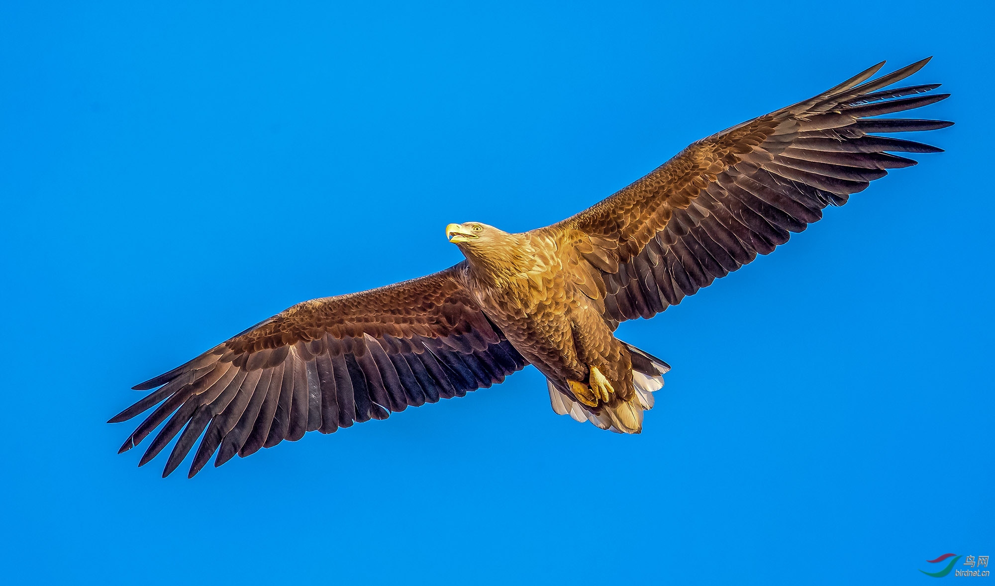 《大鹏展翅》-白尾海雕