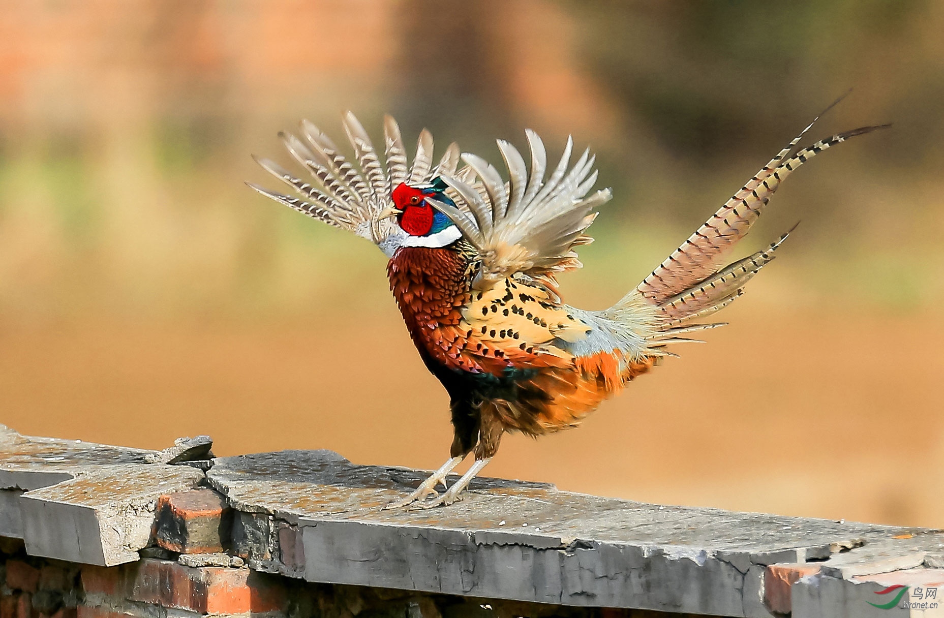 [林鸟] 《墙上雄风》------环颈雉鸡