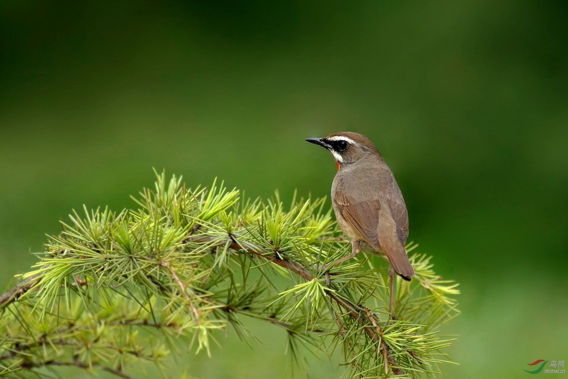 时,有一个小盆友看到了漂亮的小鸟,她看到了······【坐着小马扎