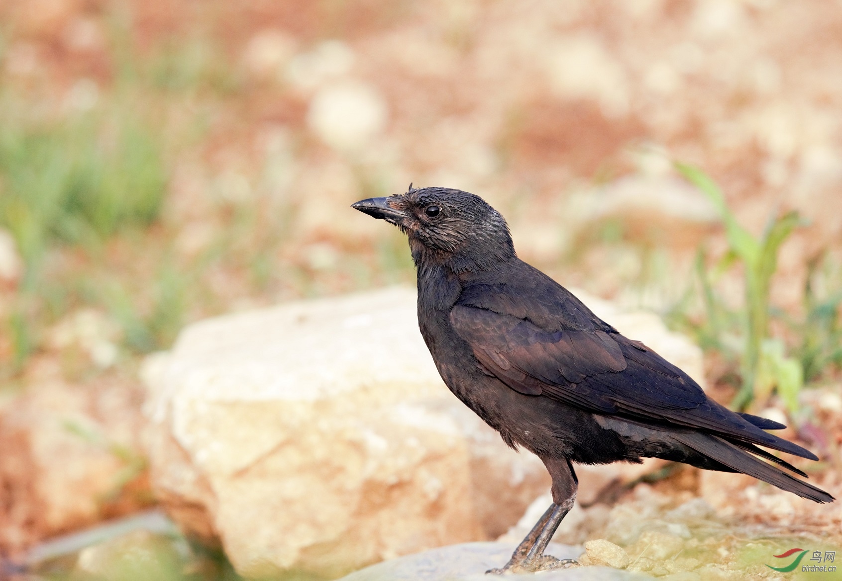 红嘴山鸦初长成