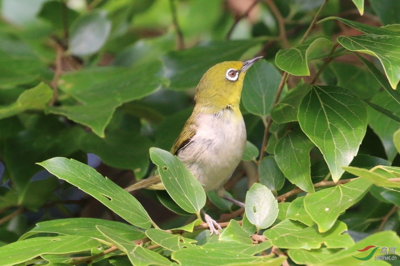 暗綠繡眼鳥