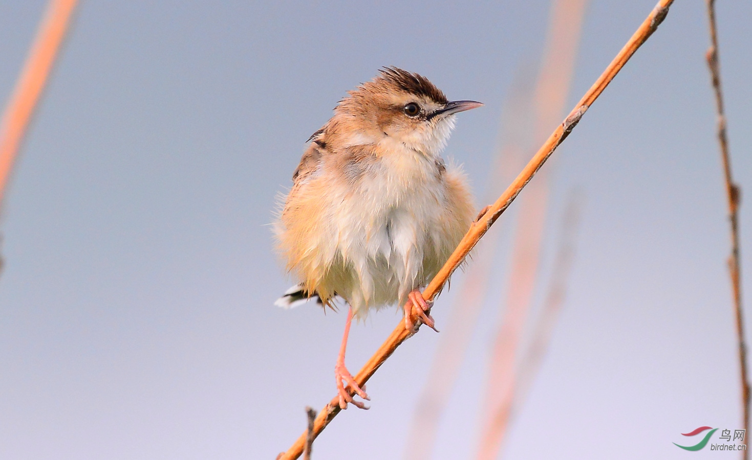 小鸟掉水里了上来气的炸毛