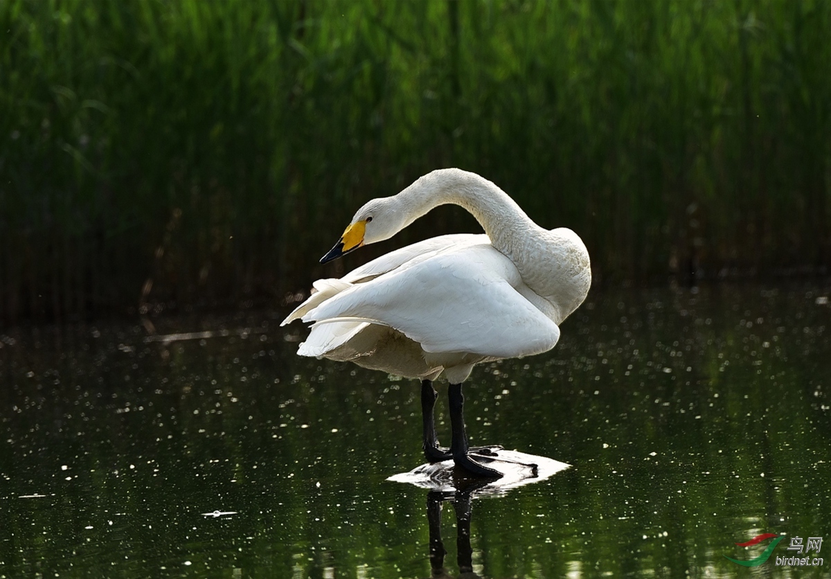 天鹅奥海歇个脚