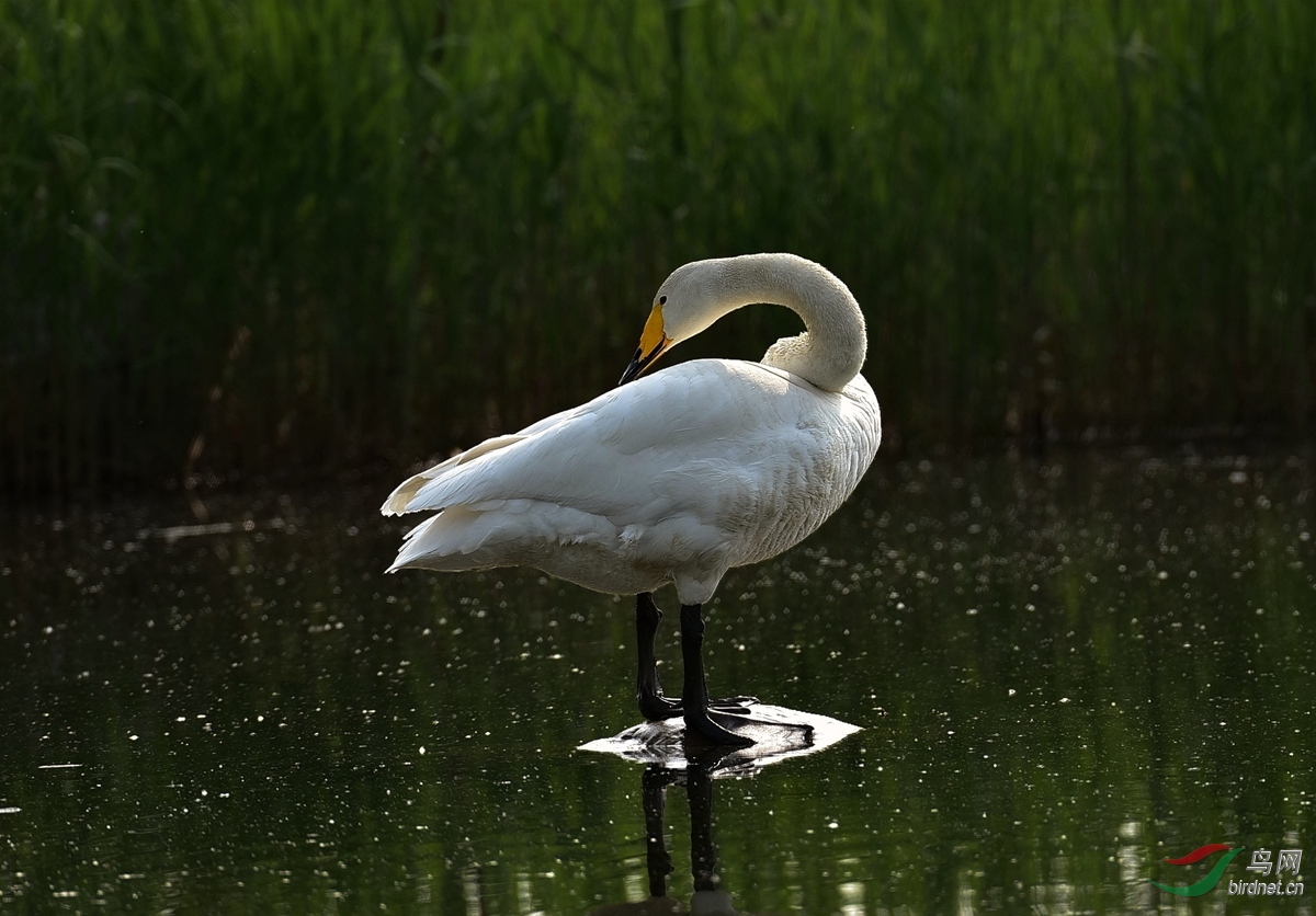 天鹅奥海歇个脚
