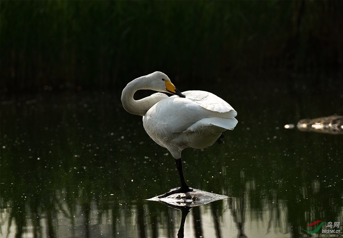 天鹅奥海歇个脚
