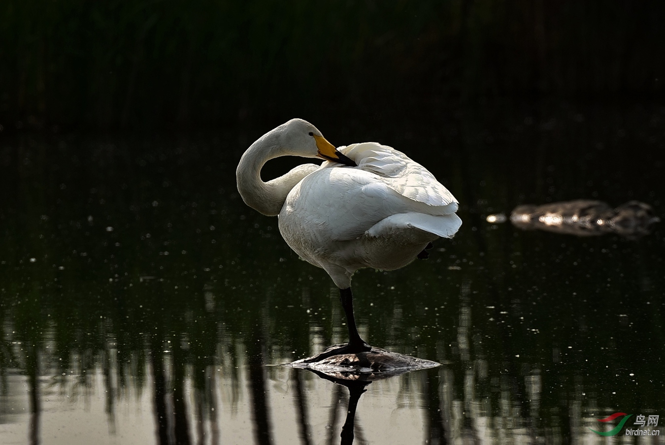 天鹅奥海歇个脚