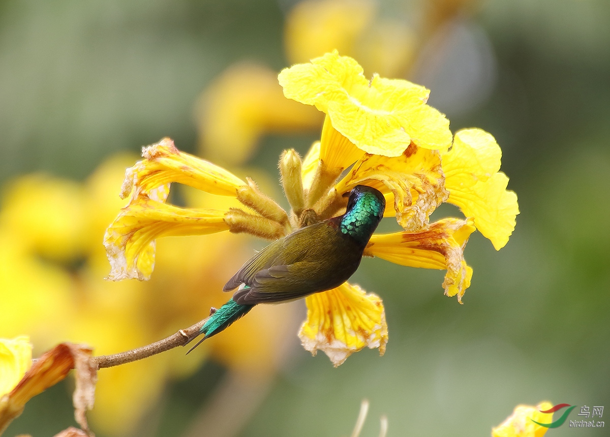 黄色风铃花上的叉尾太阳鸟