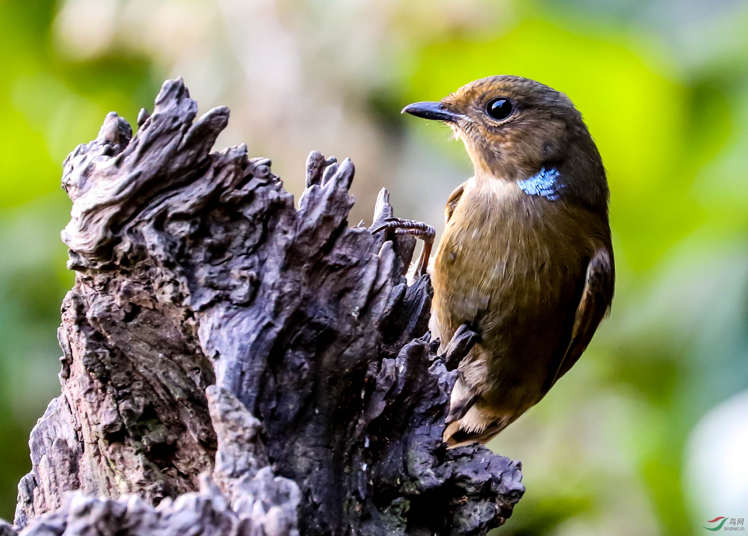 棕腹仙鹟(雌鸟)