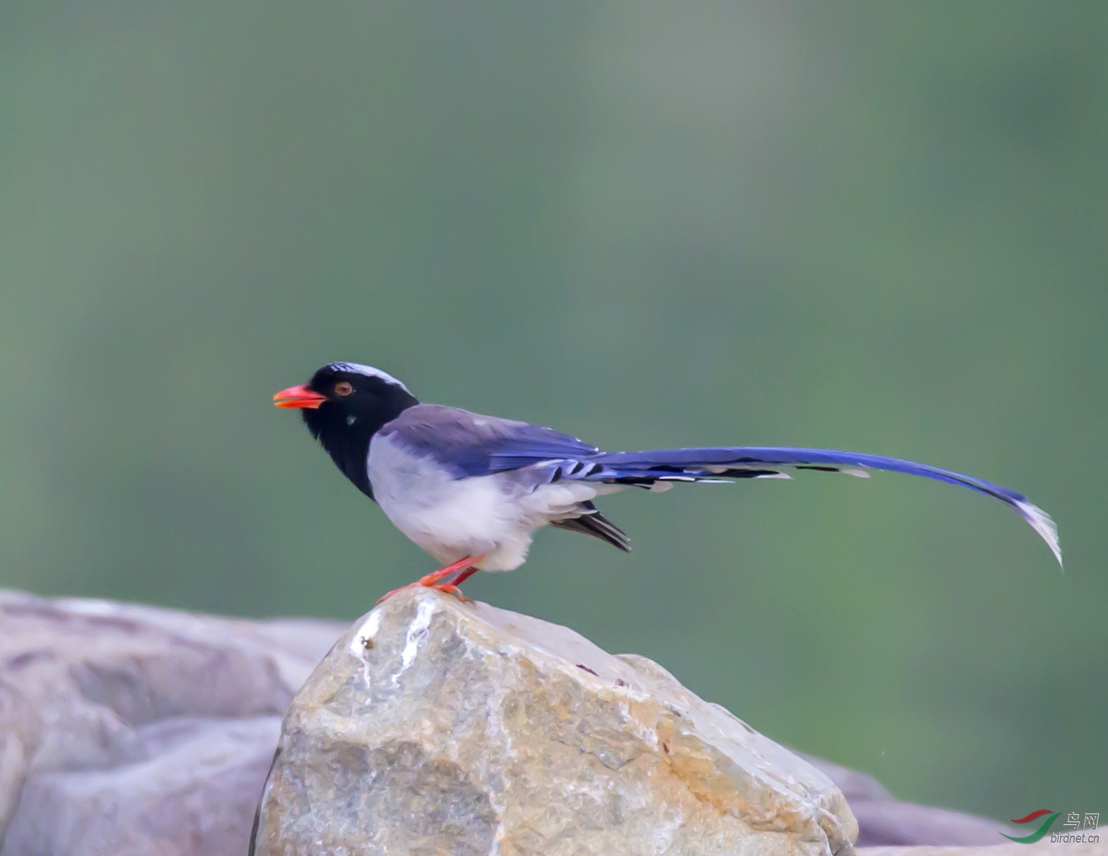溪边的一只蓝雀